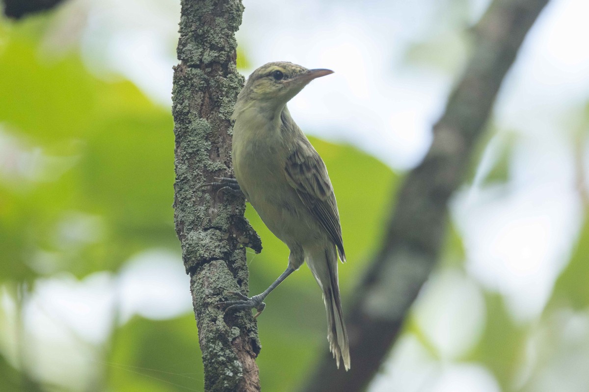 Фатухивская камышовка - ML646624791