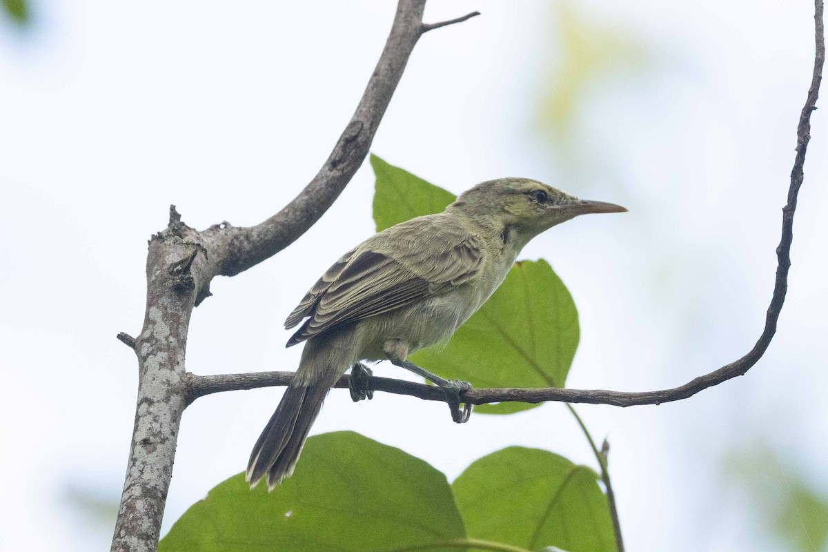 Фатухивская камышовка - ML646624792