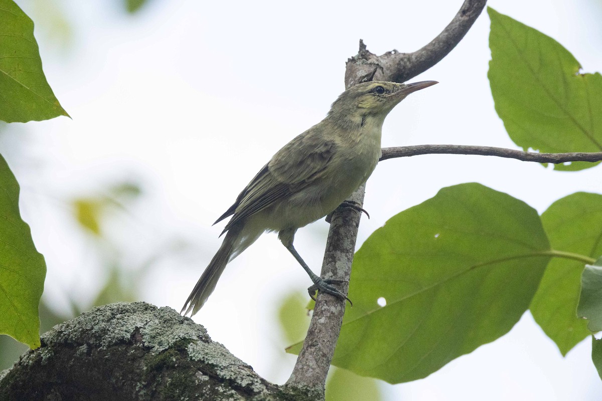 Фатухивская камышовка - ML646624793