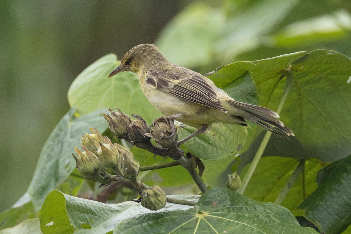 Фатухивская камышовка - ML646624794