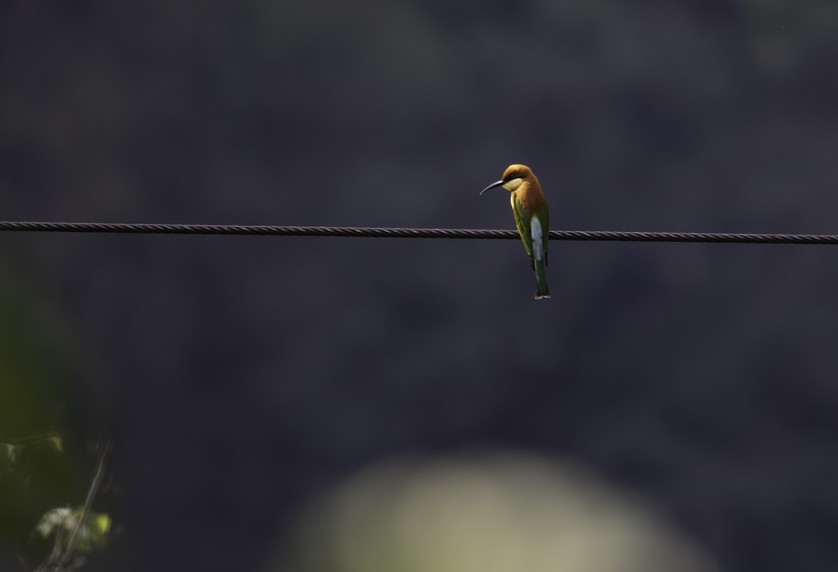 Al Başlı Arıkuşu - ML646624799