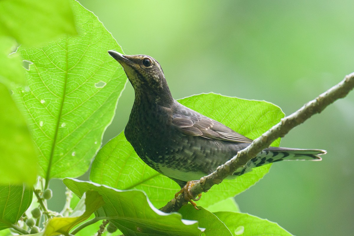 sibirtrost - ML646624800