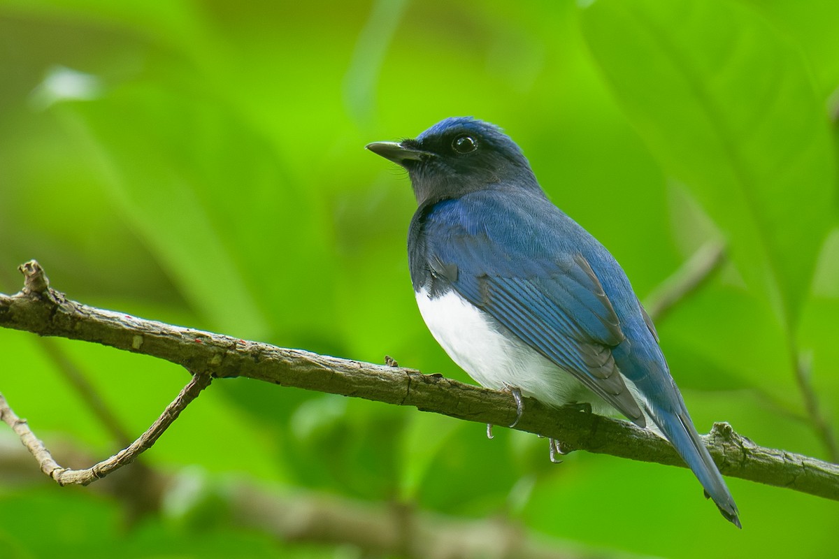 cyanfluesnapper - ML646624801