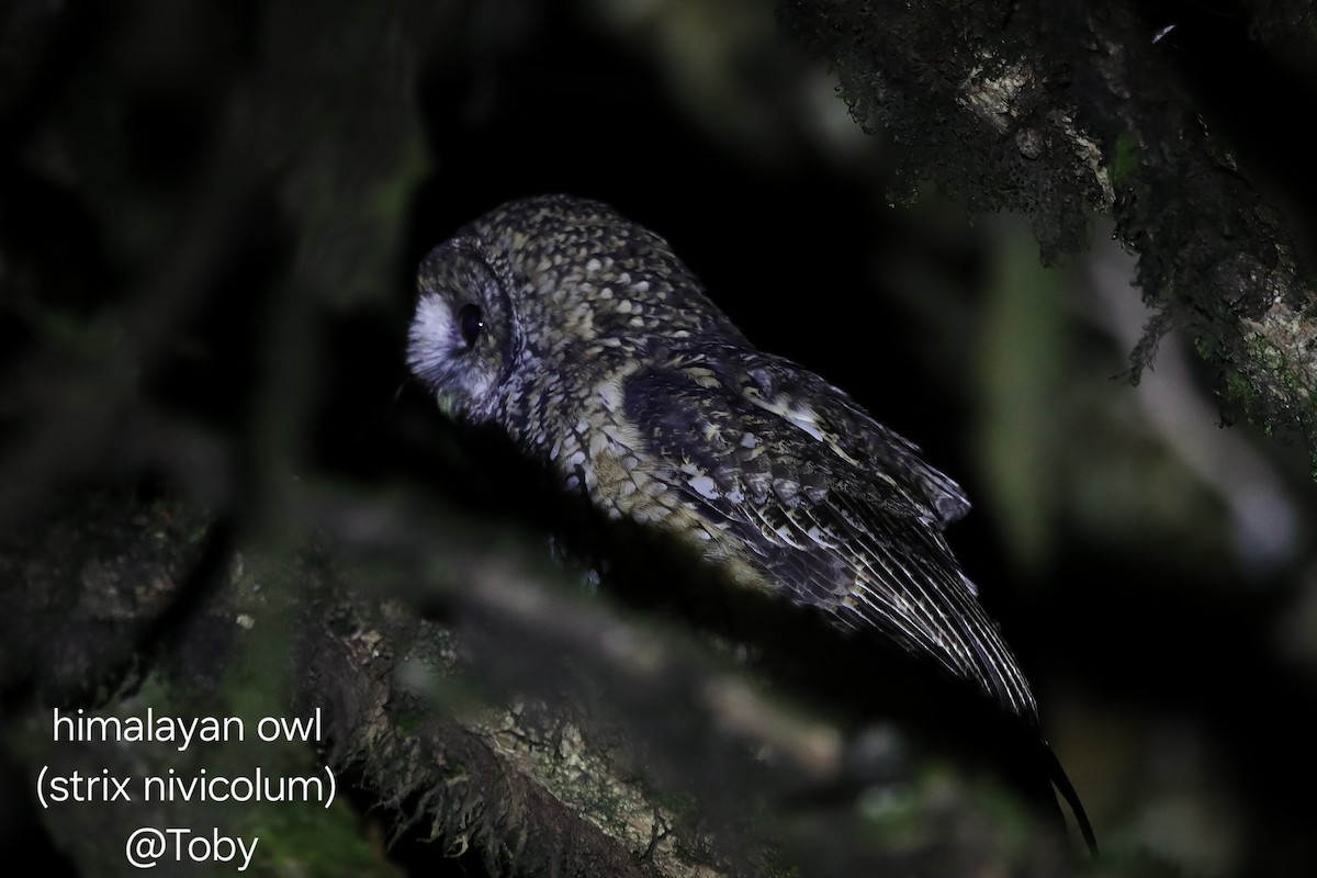 Himalayan Owl - ML646624802