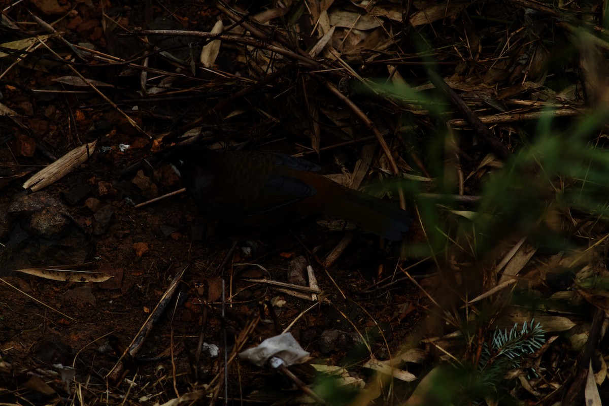 Black-faced Laughingthrush - ML646624803