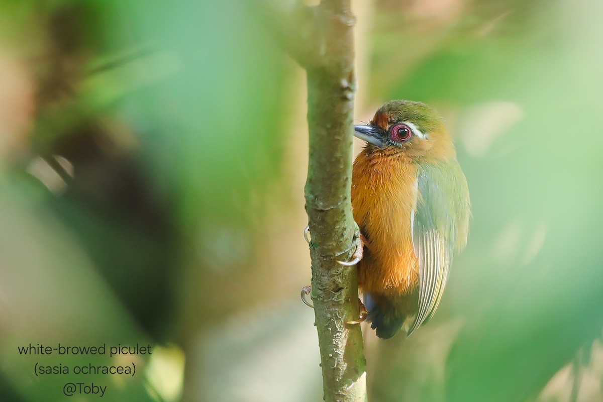 White-browed Piculet - ML646624804