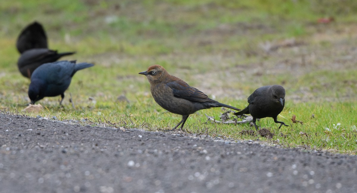 Rusty Blackbird - ML646624805