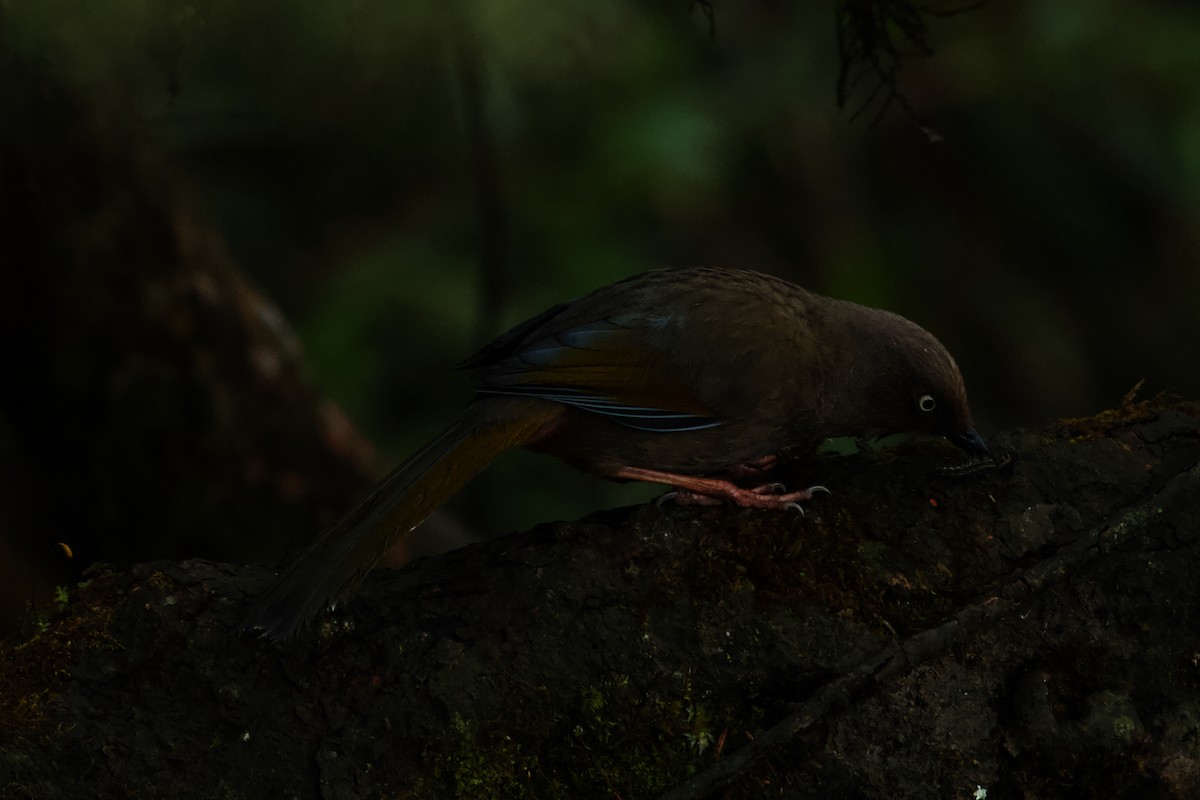 Elliot's Laughingthrush - ML646624806