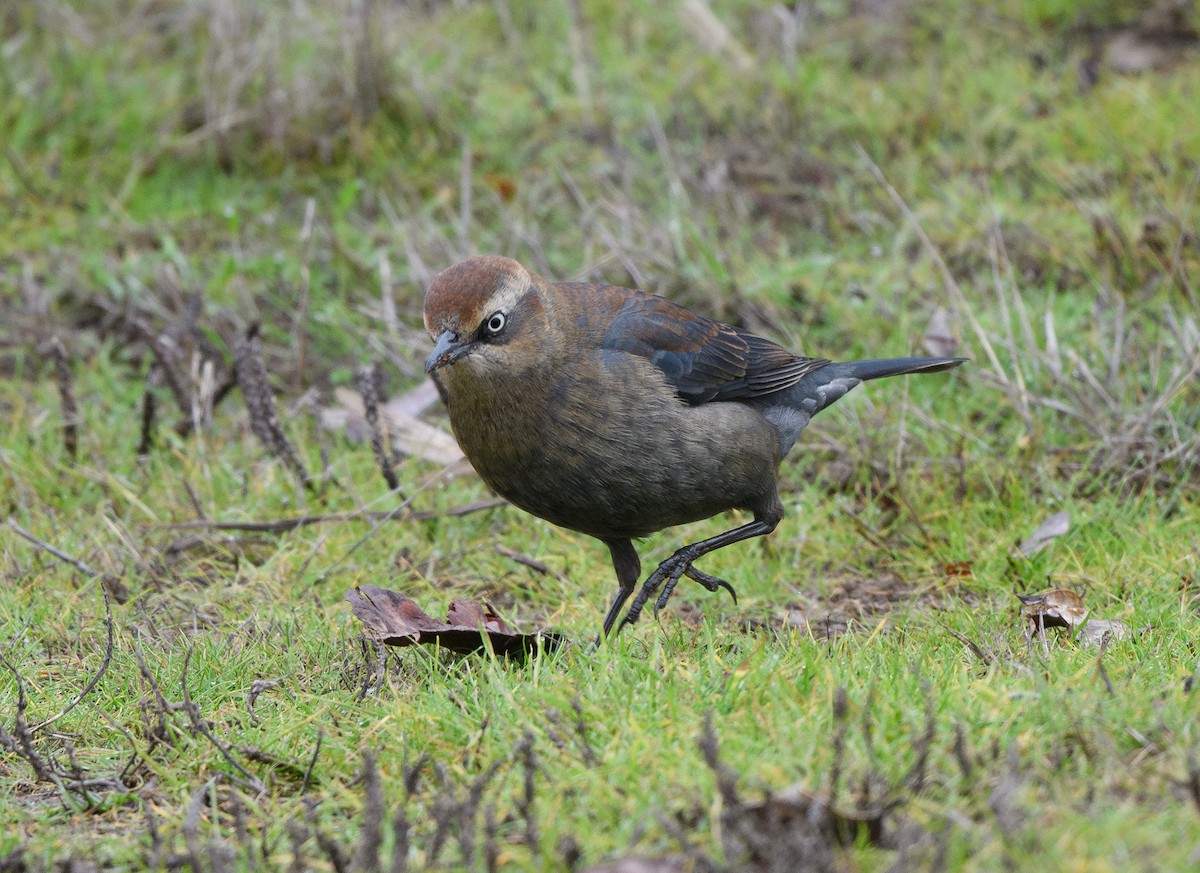 Rusty Blackbird - ML646624807