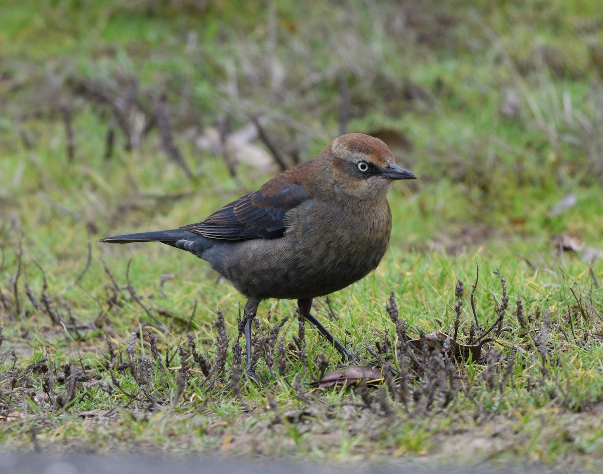 Rusty Blackbird - ML646624808