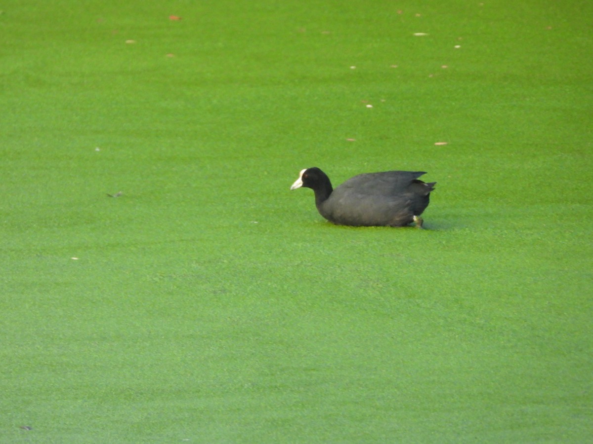 Hawaiian Coot - ML646624809