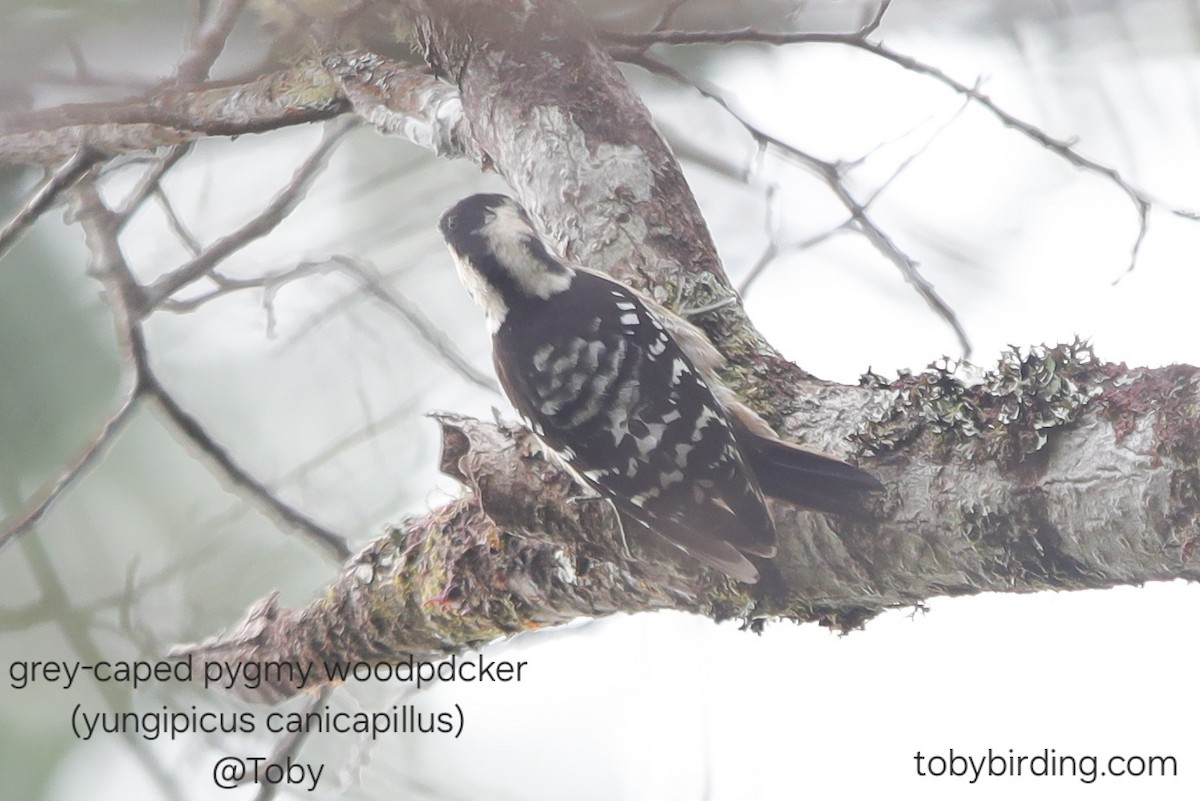 Gray-capped Pygmy Woodpecker - ML646624810