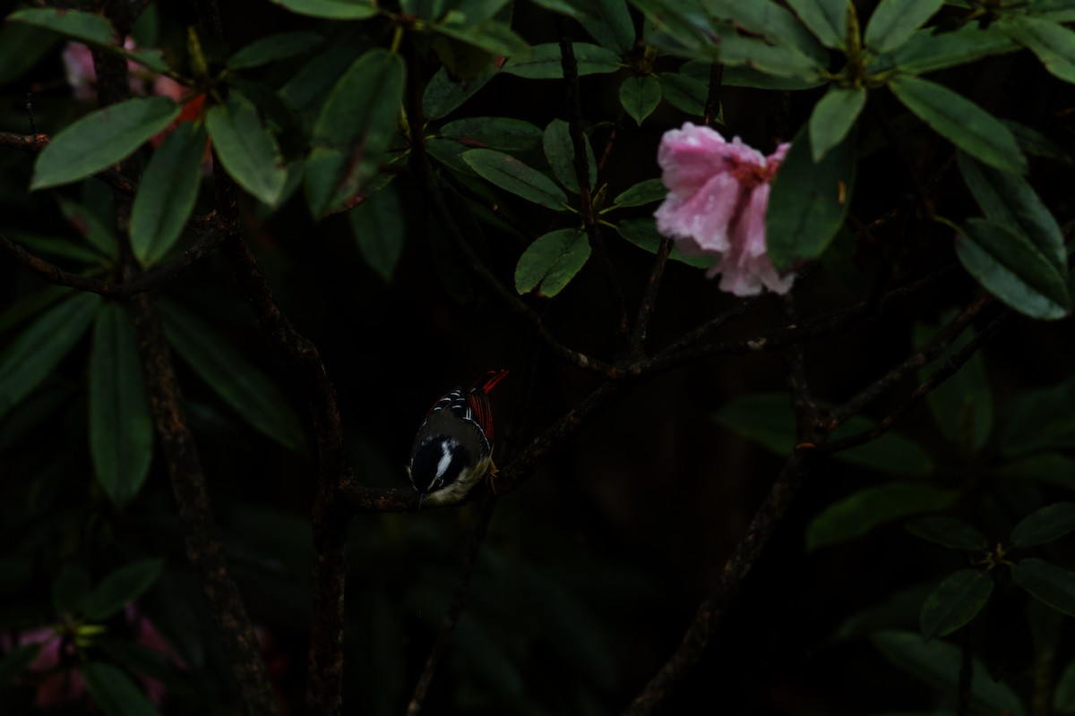 Red-tailed Minla - ML646624813