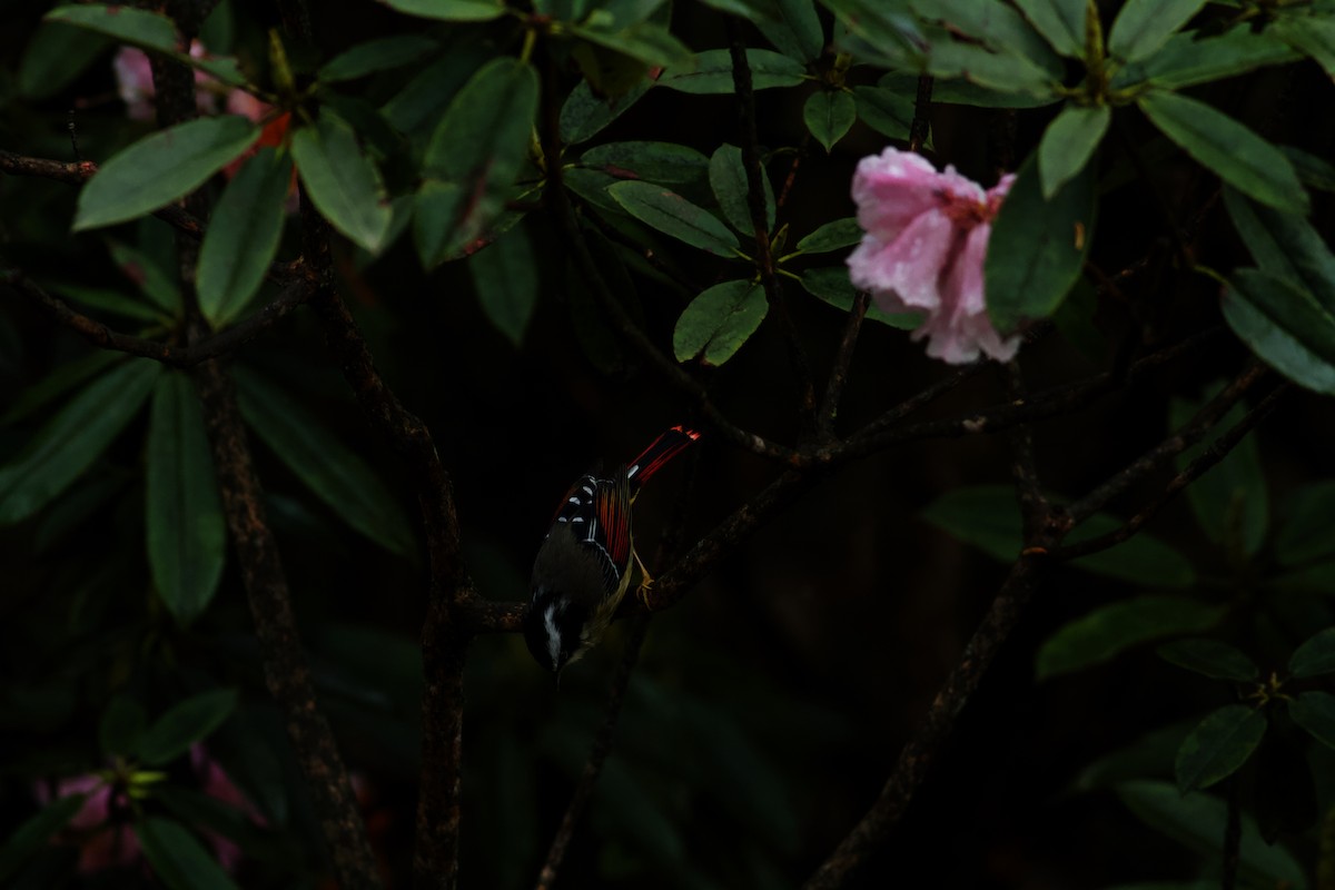 Red-tailed Minla - ML646624814