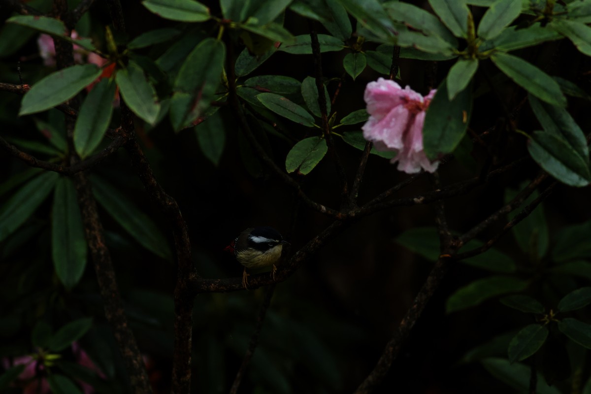 Red-tailed Minla - ML646624815