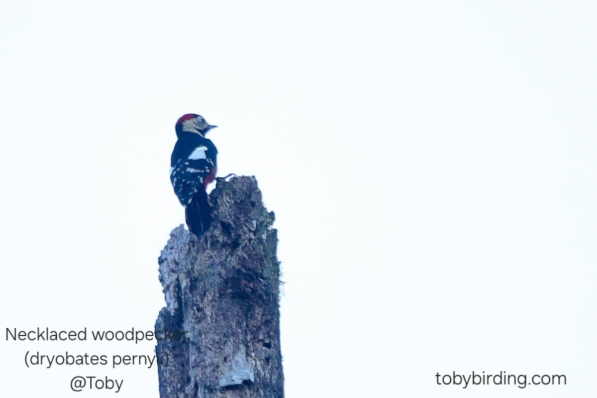 Necklaced Woodpecker - ML646624816