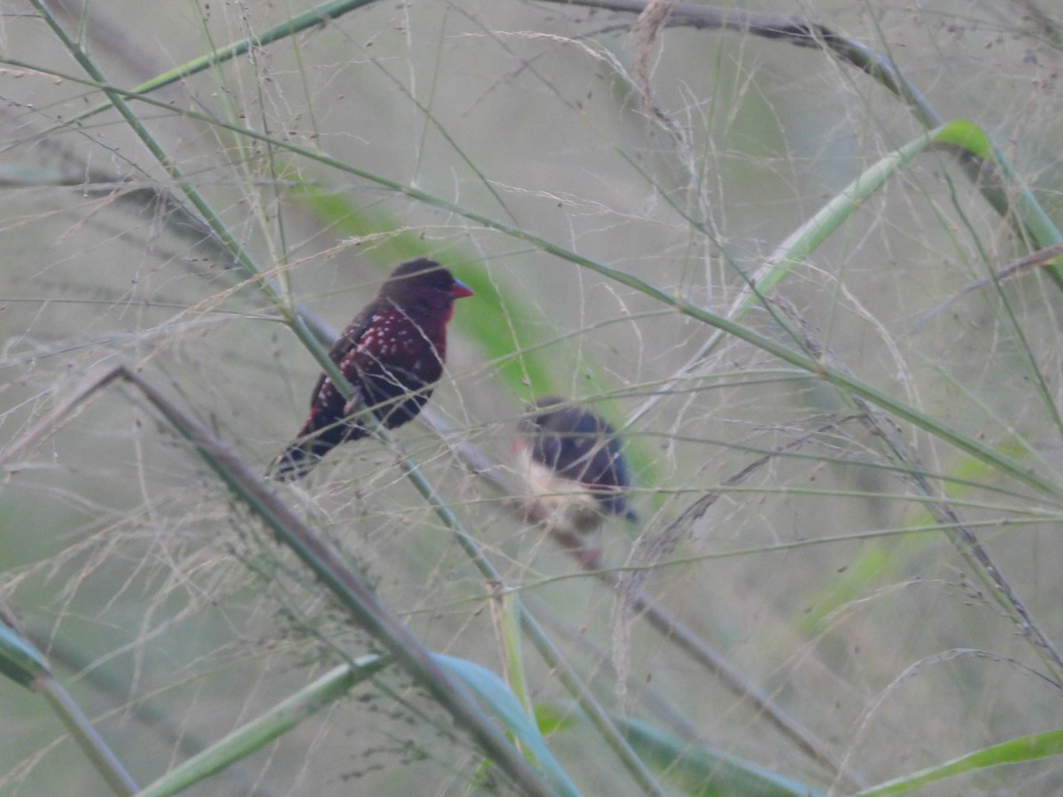 Red Avadavat - ML646624817