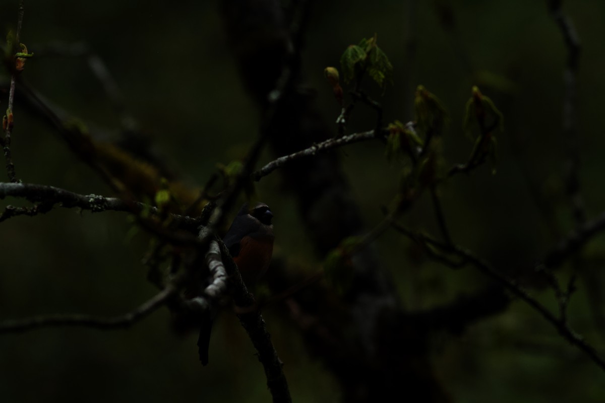 Gray-headed Bullfinch - ML646624820