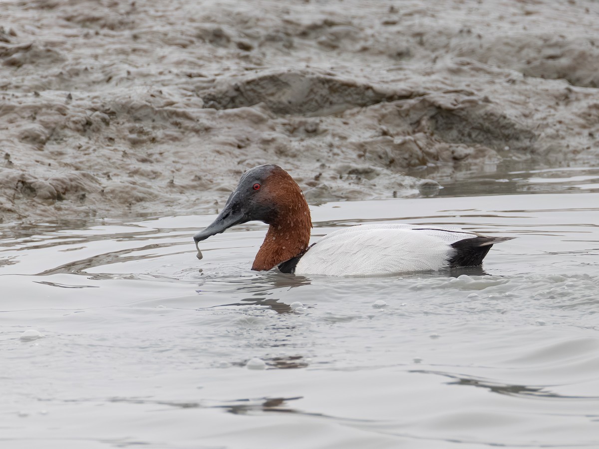 Canvasback - ML646624821