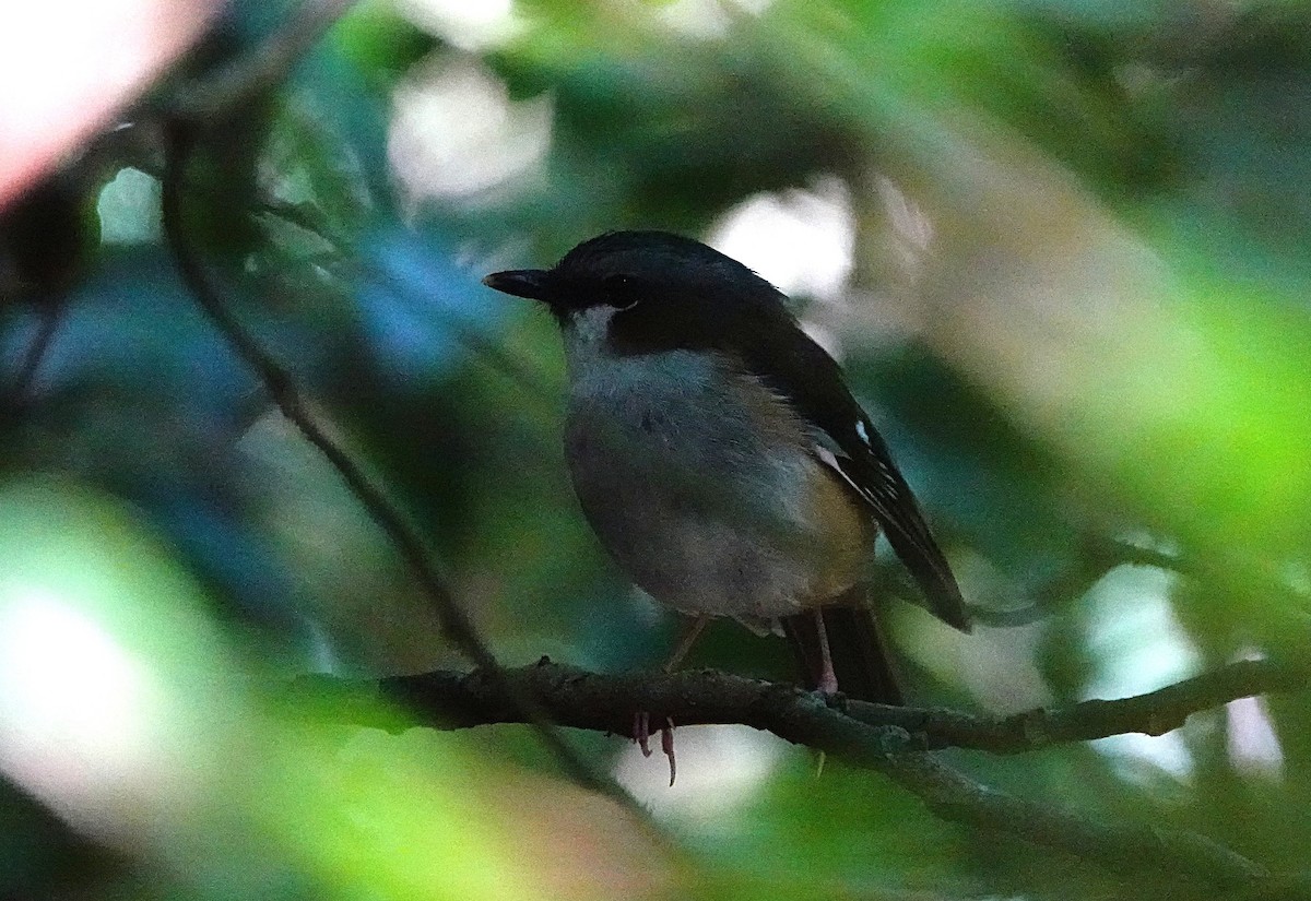 Gray-headed Robin - ML646624822