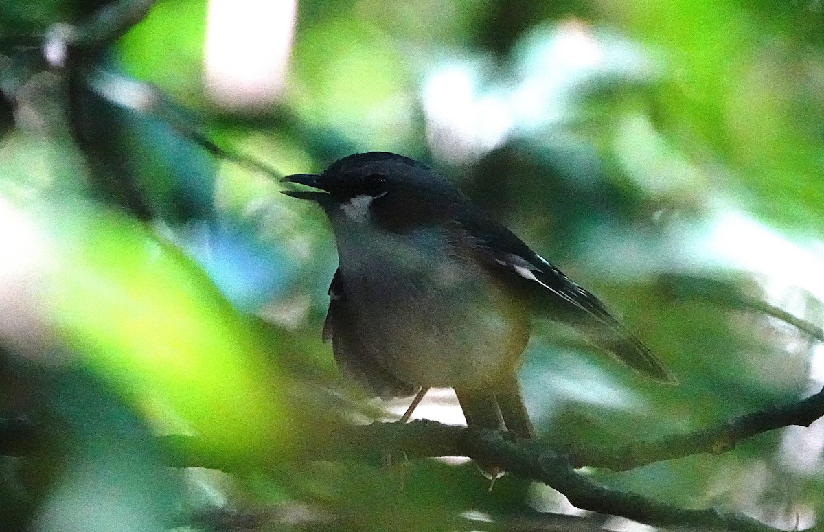 Gray-headed Robin - ML646624823