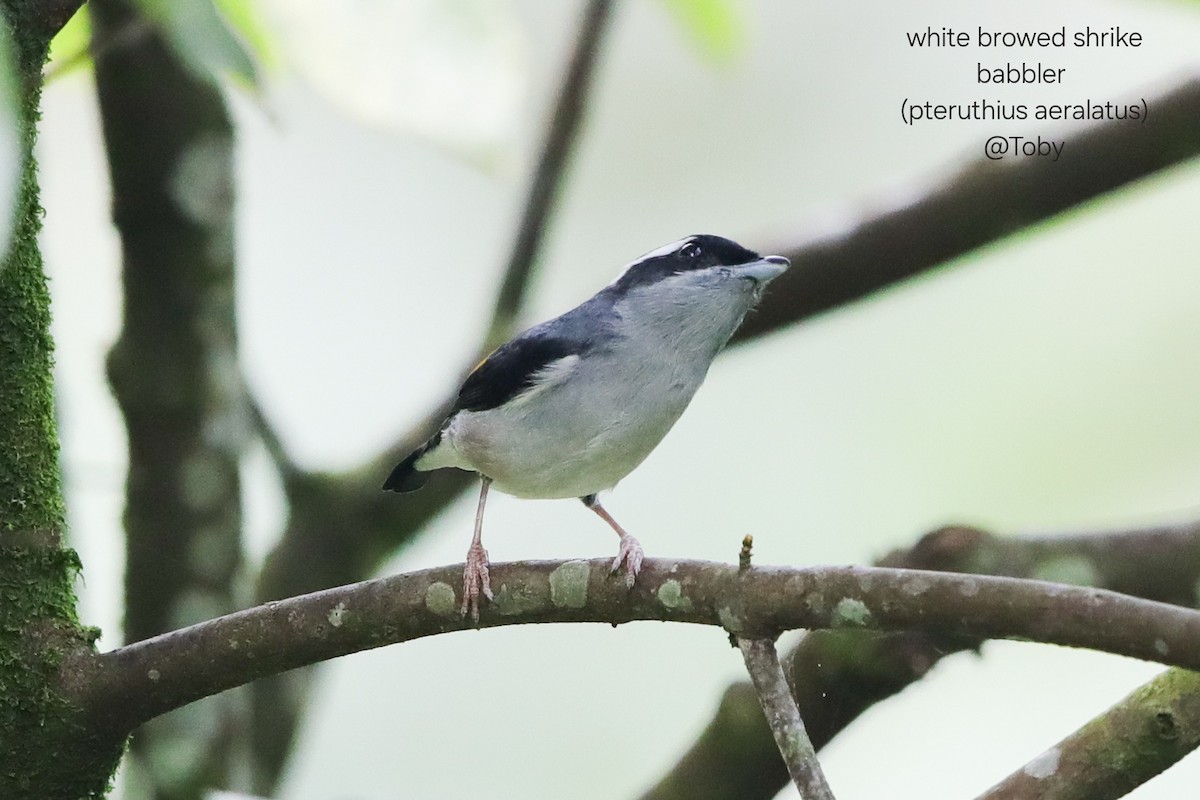 White-browed Shrike-Babbler - ML646624824