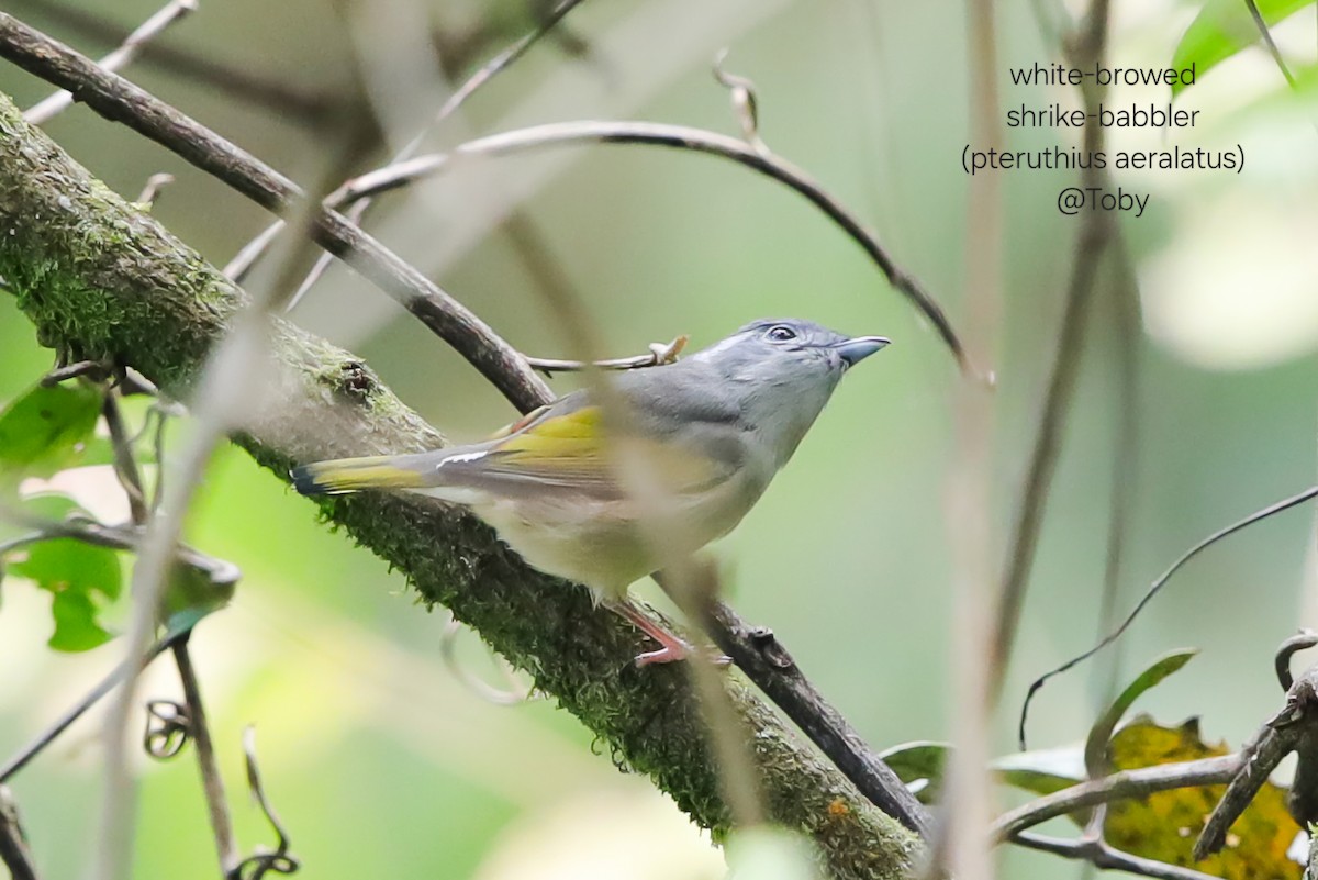 White-browed Shrike-Babbler - ML646624825
