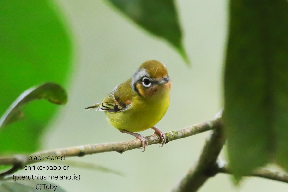 Black-eared Shrike-Babbler - ML646624828