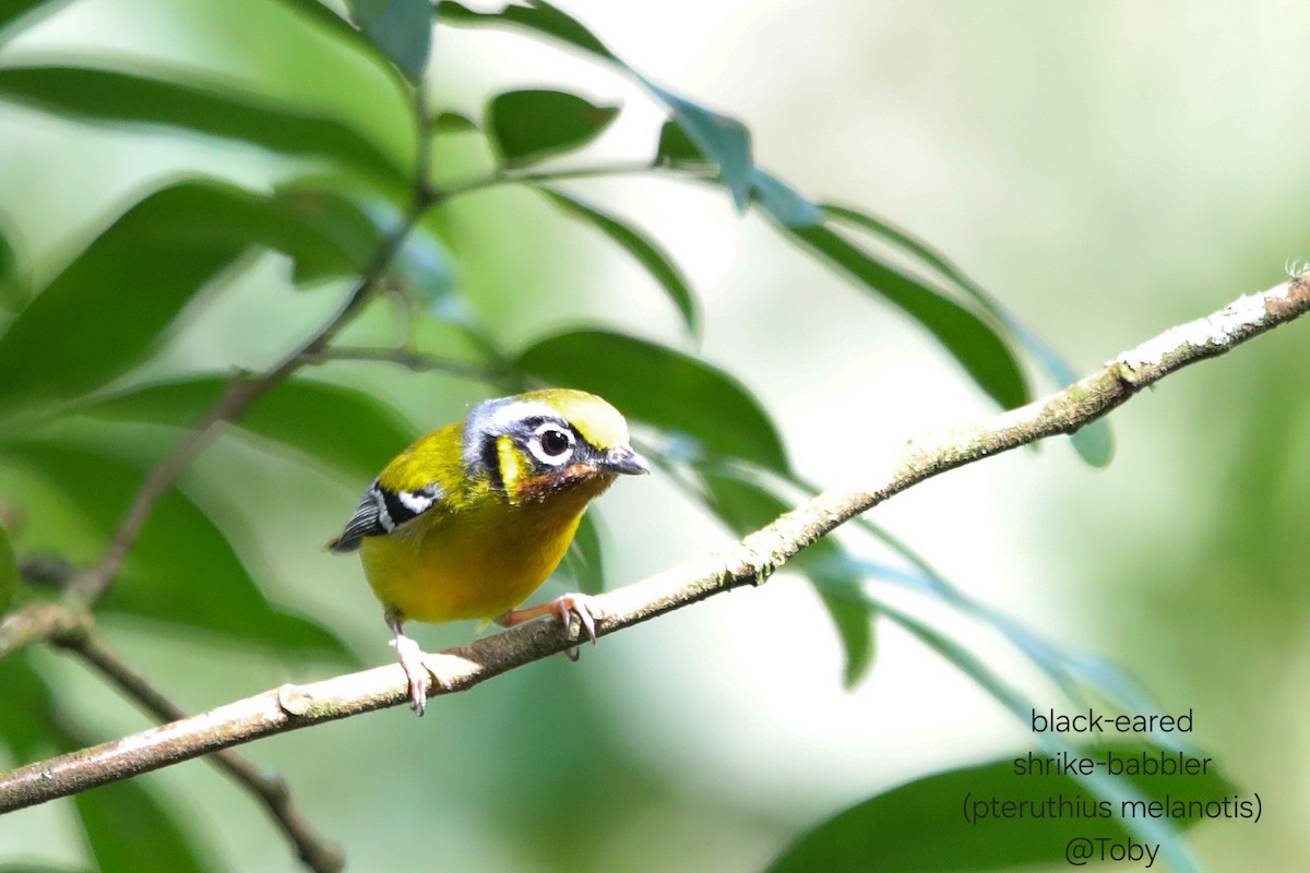 Black-eared Shrike-Babbler - ML646624829
