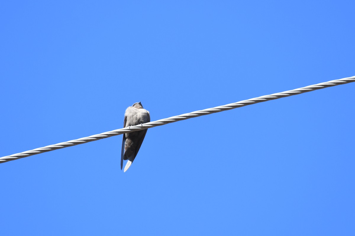 Esmer Kaya Kırlangıcı - ML646624831