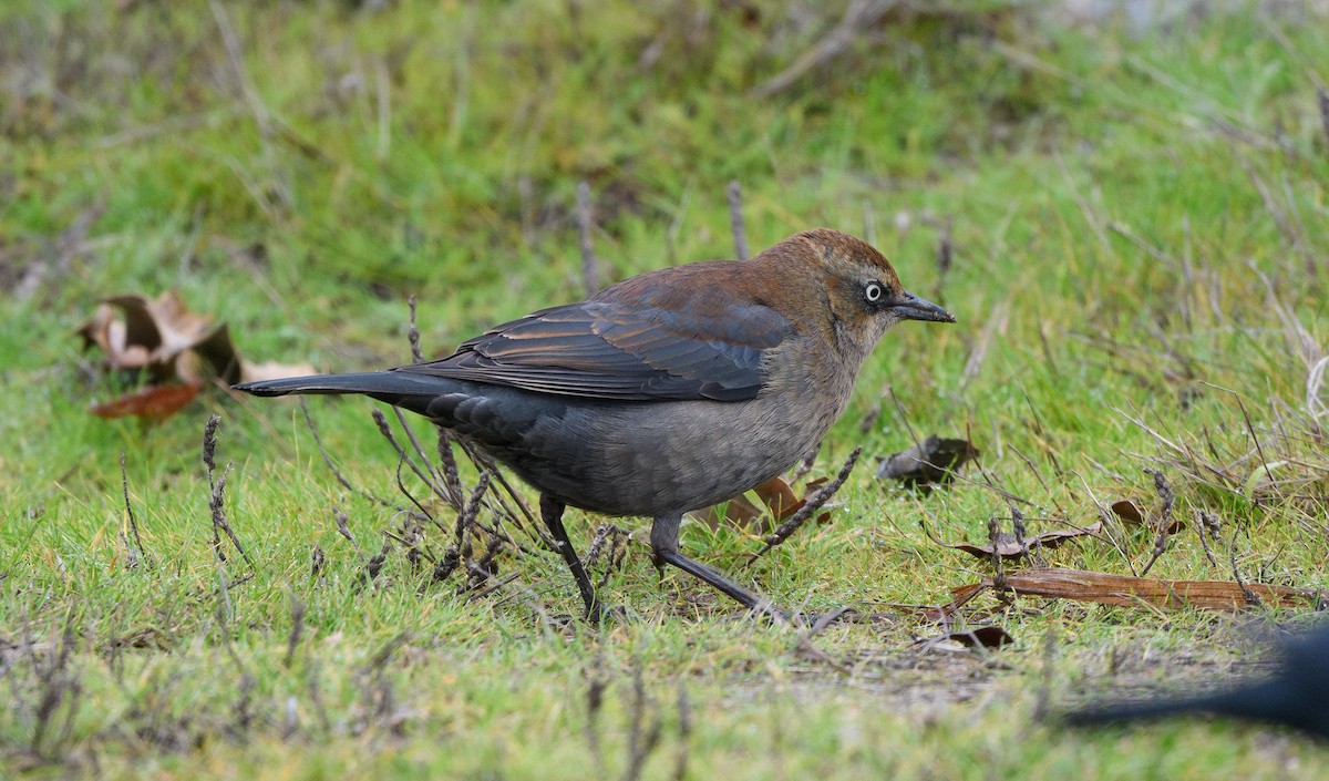 Rusty Blackbird - ML646624832