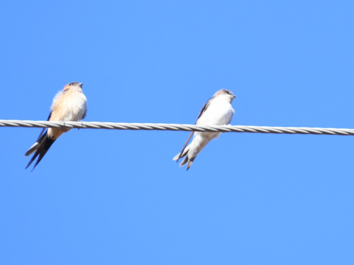 Ev Kırlangıcı - ML646624835