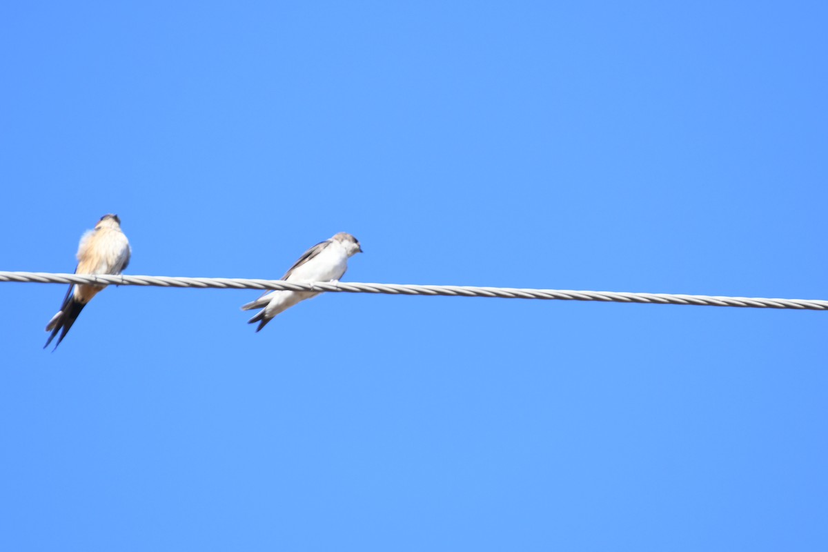 Ev Kırlangıcı - ML646624836