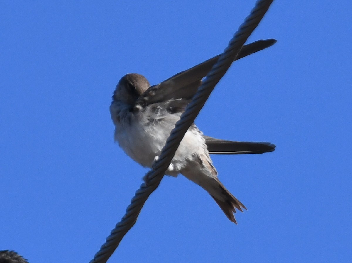 Ev Kırlangıcı - ML646624837