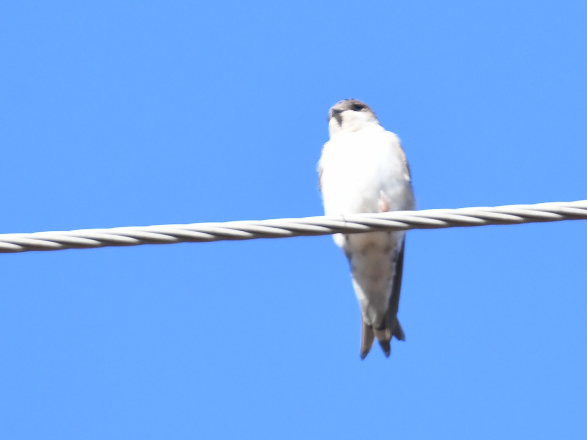 Ev Kırlangıcı - ML646624838