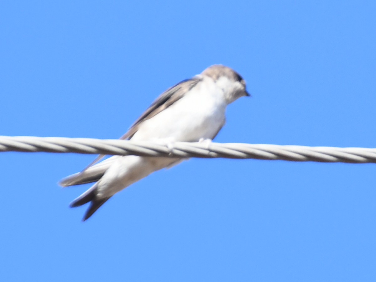 Ev Kırlangıcı - ML646624839