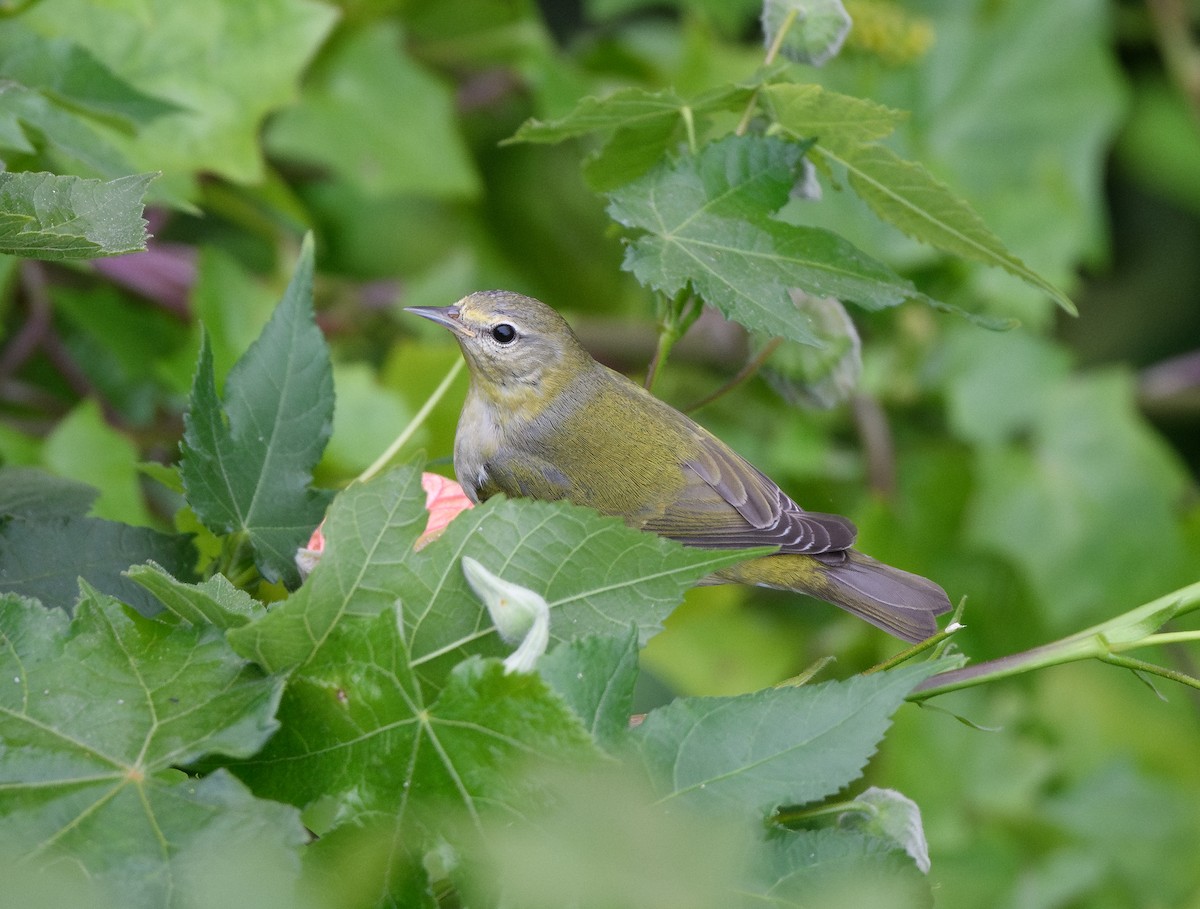 Tennessee Warbler - ML646624840