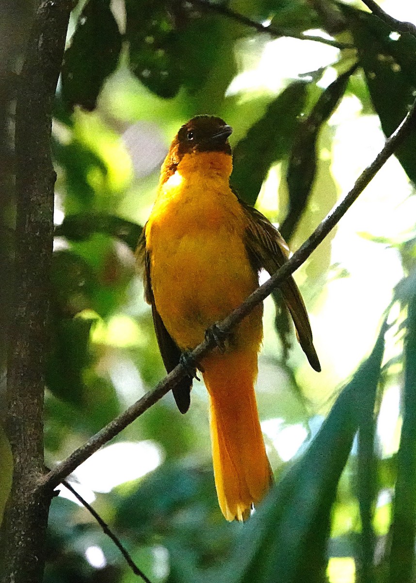 Golden Bowerbird - ML646624841