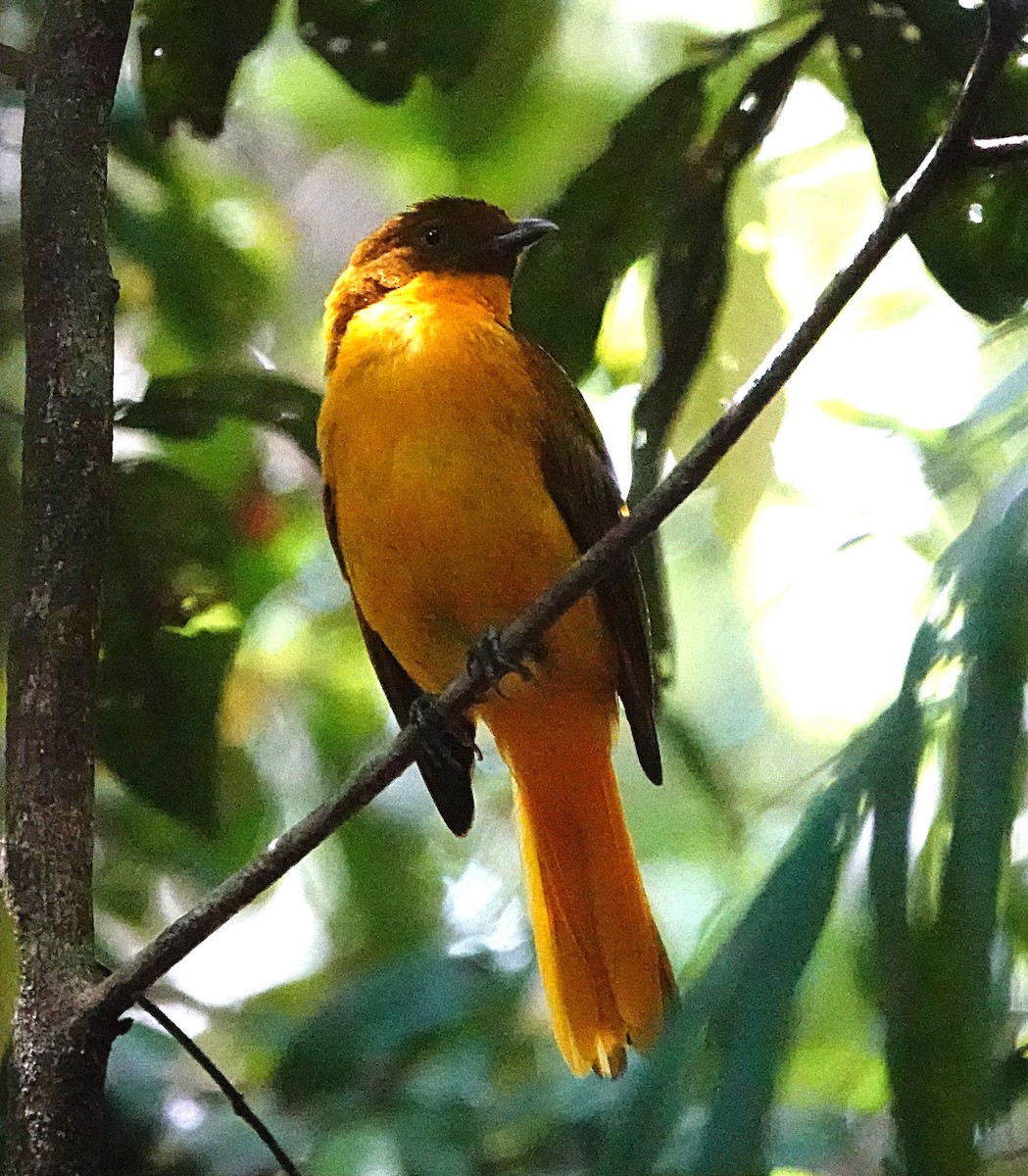 Golden Bowerbird - ML646624842