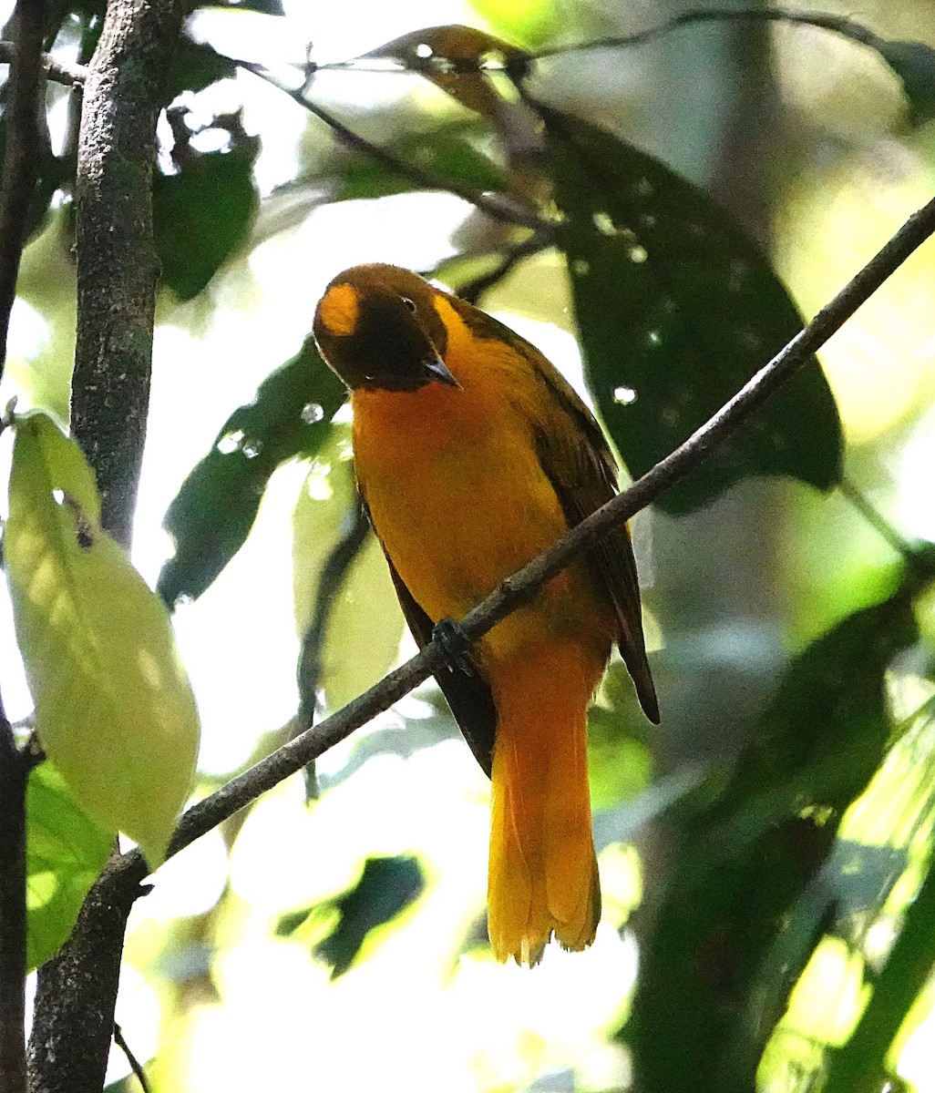 Golden Bowerbird - ML646624843