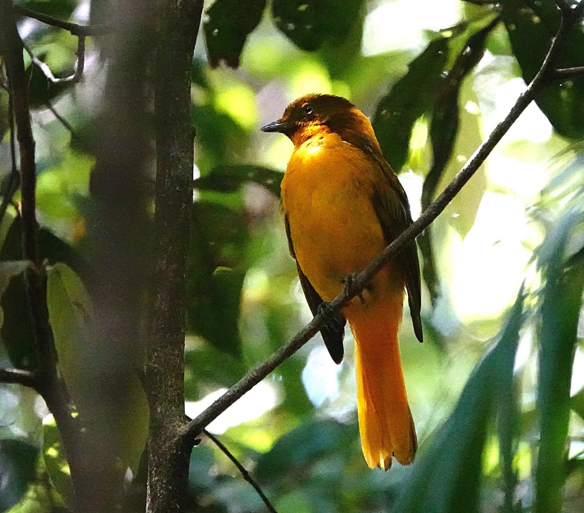 Golden Bowerbird - ML646624844