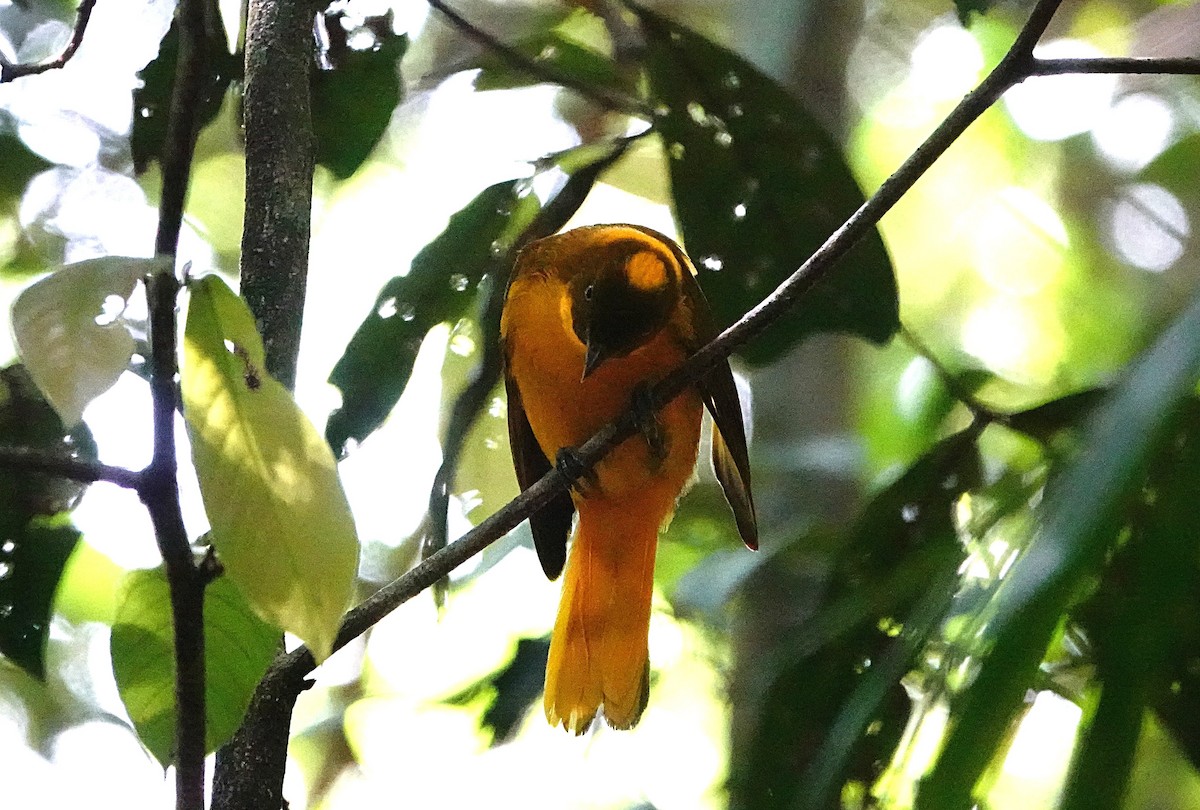 Golden Bowerbird - ML646624845