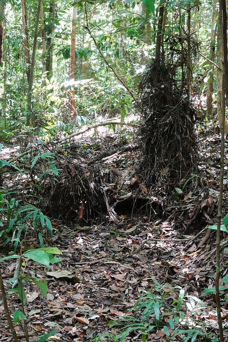 Golden Bowerbird - ML646624846