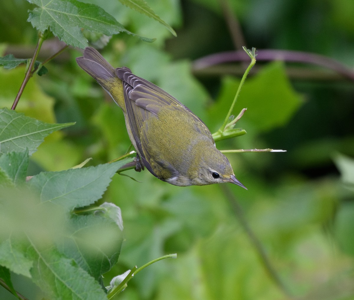 Tennessee Warbler - ML646624847