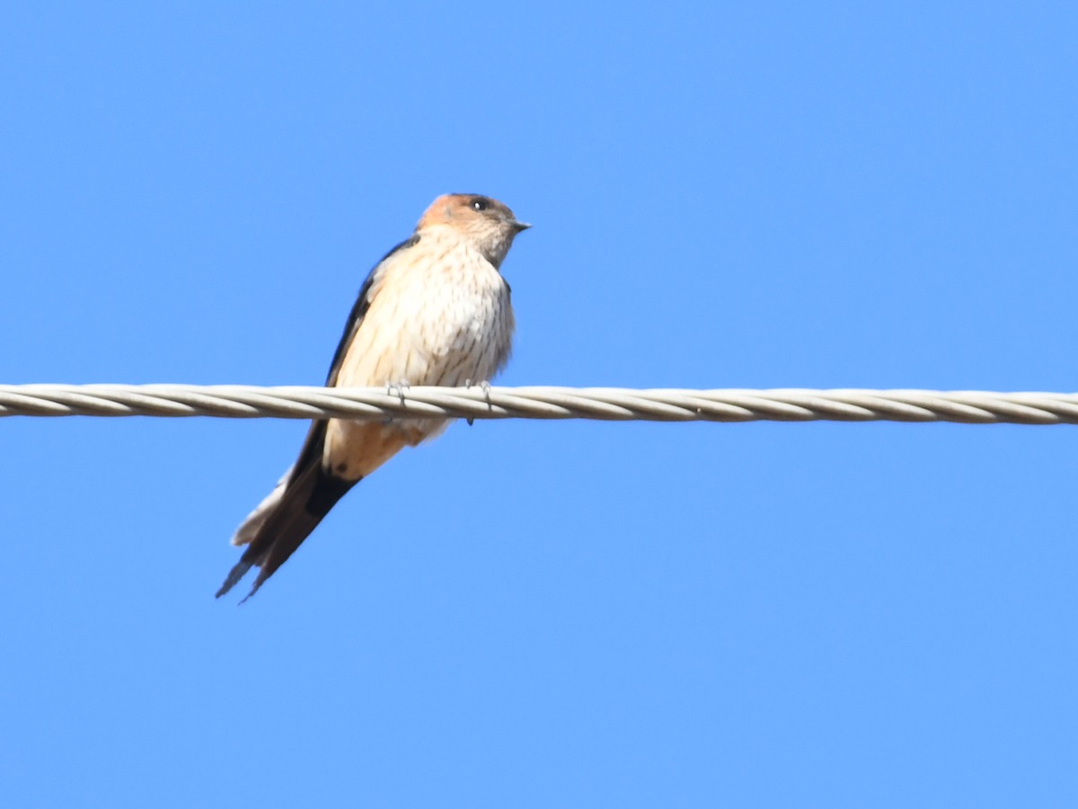 Doğulu Kızıl Kırlangıç - ML646624848