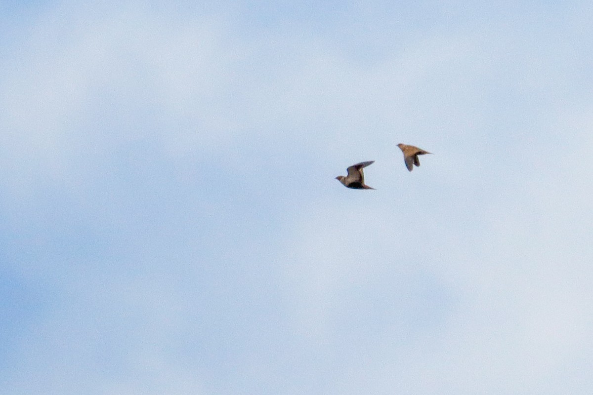 Black-bellied Sandgrouse - ML646624850