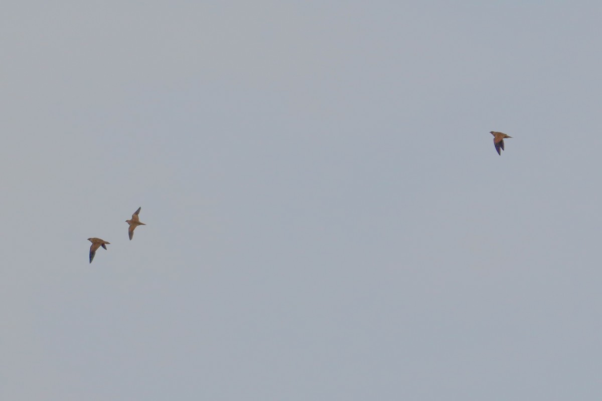 Black-bellied Sandgrouse - ML646624851