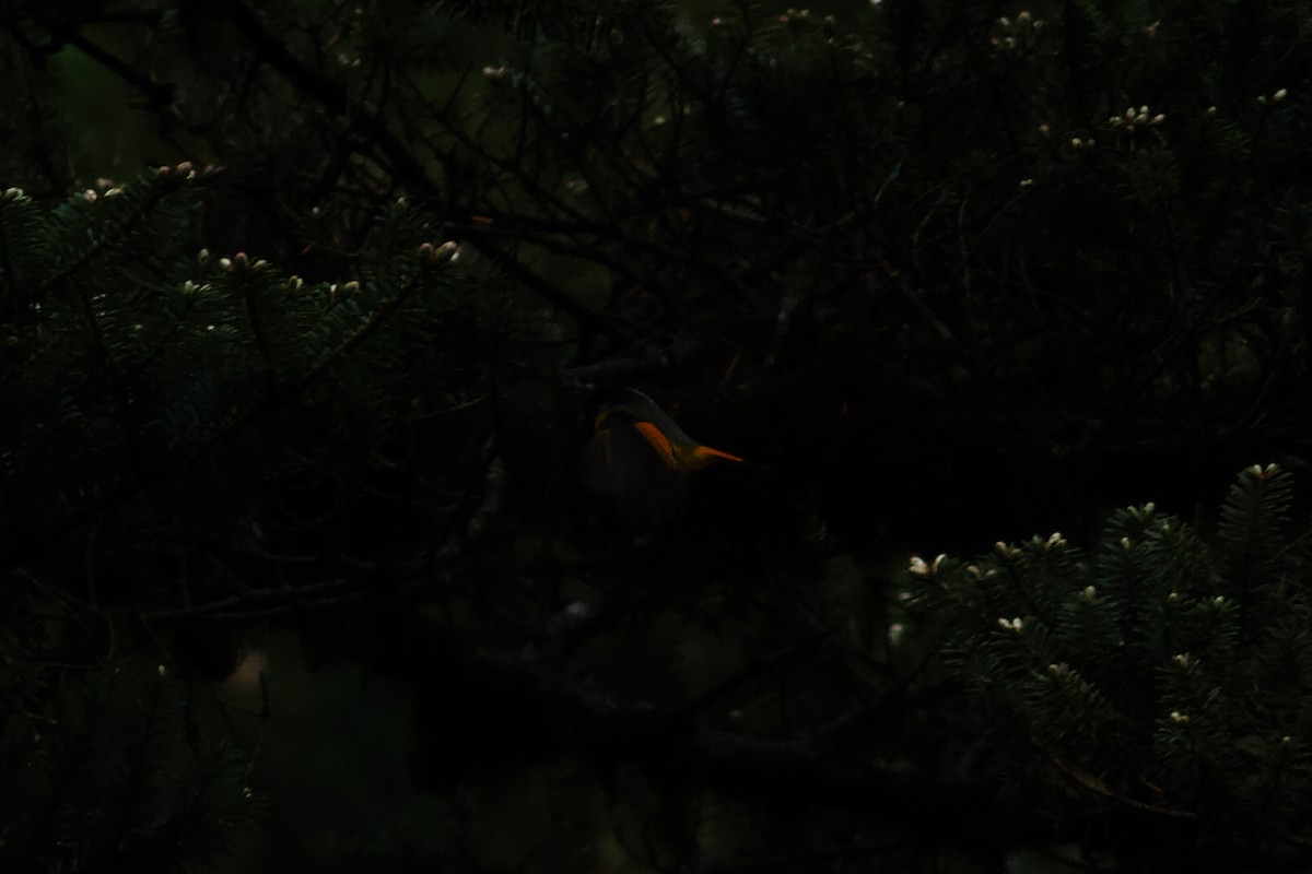 Golden-breasted Fulvetta - ML646624852