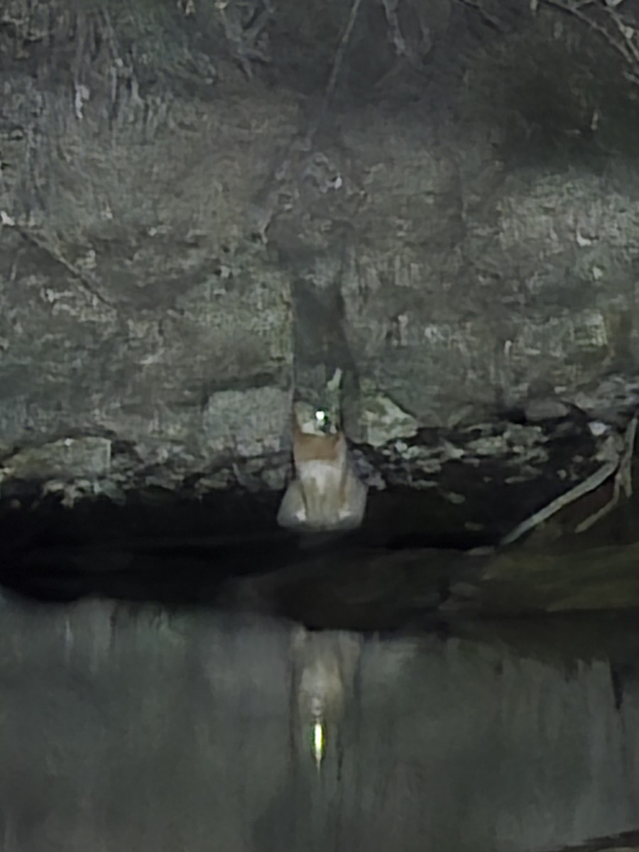 Gray Foxes - ML646624858