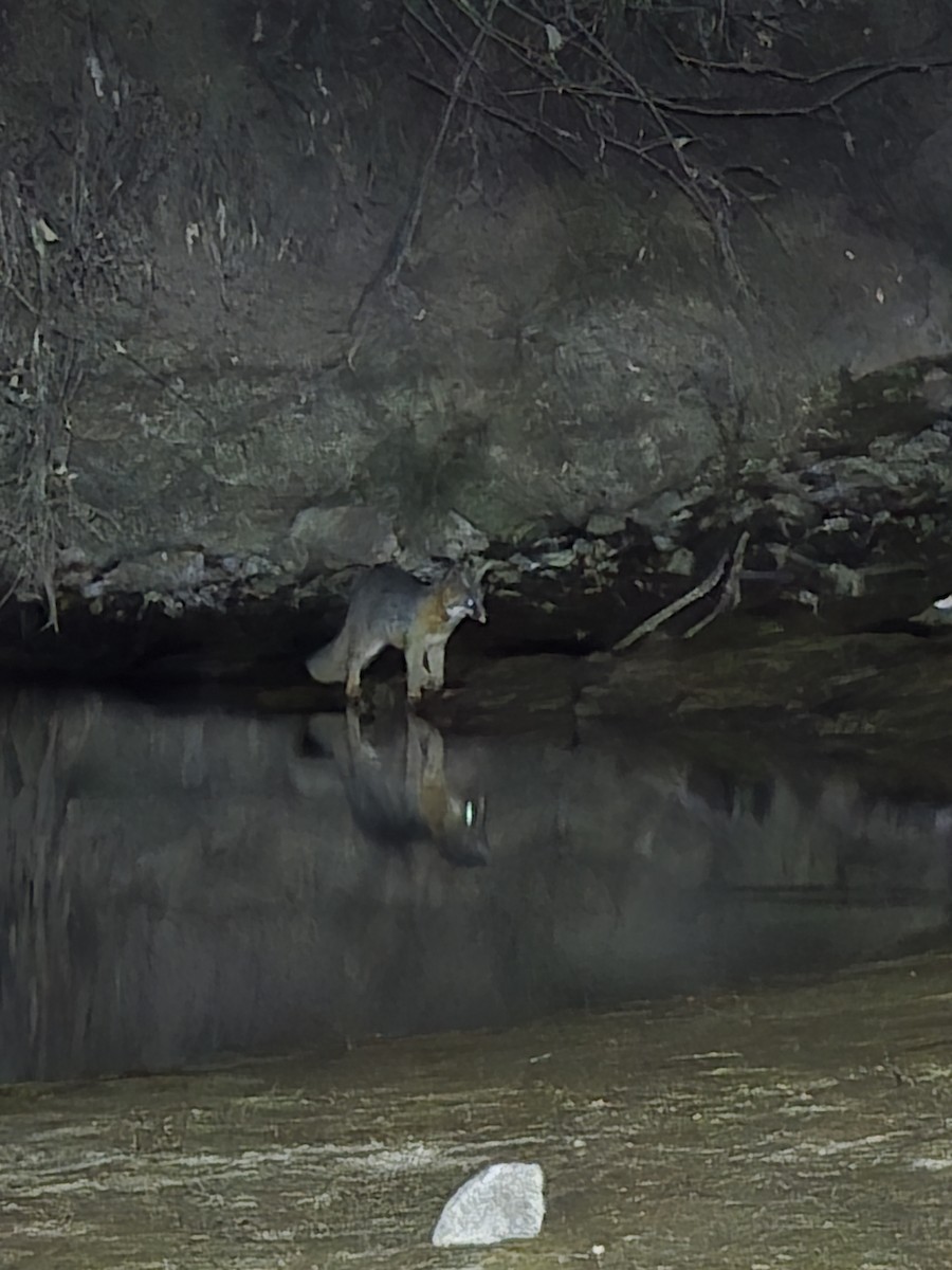 Gray Foxes - ML646624859